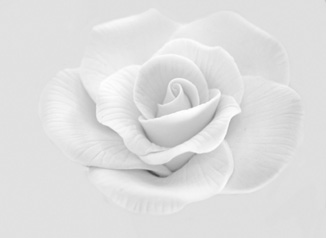 White rose